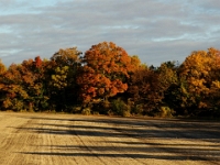 23183RoCrLe - Autumn farm along Taunton Road.JPG